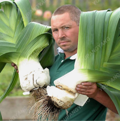 Rare Giant Garlic Seed Pure Natural Organic Healthy Vegetable (Color: Giant Garlic)