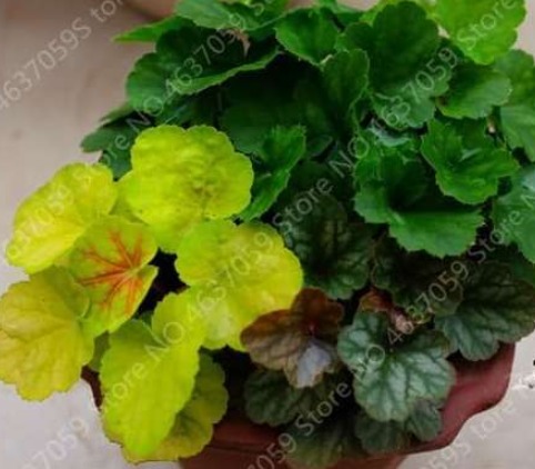 Colorful Heuchera Coral Bell Flower Seed (Color: 1)