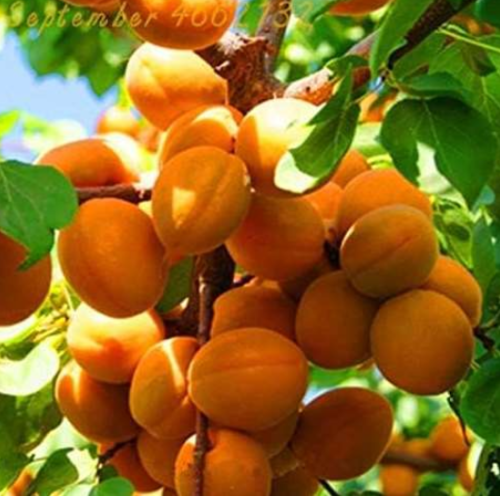 Direct Apricot Apricot Tree Base More Precocious Fruit Orchard Seed