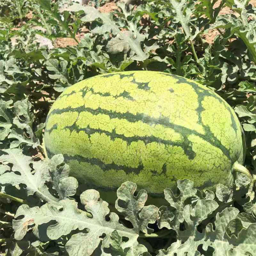 Xiashi No.5 Watermelon Seeds, High-Quality Watermelon Seeds, High-Yield, Disease Resistant, Deep Red Flesh, 12% Brix Sweetness
