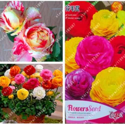 Ranunculus Seeds Double Buttercup Ranunculus Flower for Home Garden