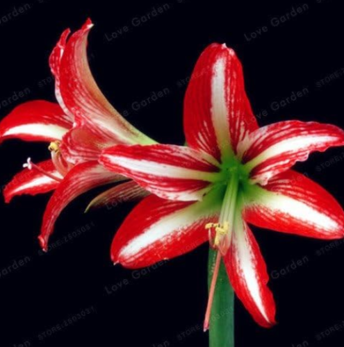Amaryllis Bulbs (Color: 5)