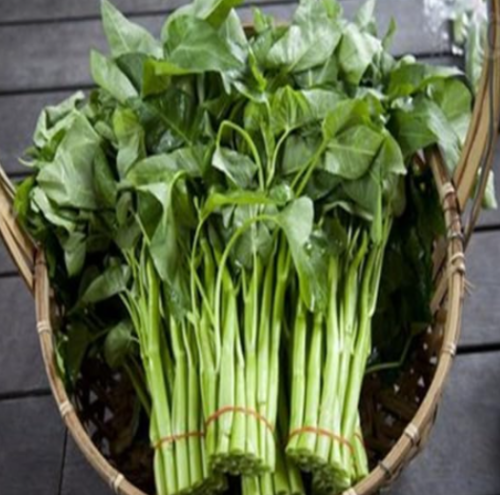 Water Spinach Vegetable Seed Kangkong Chinese Spinach or Watercress