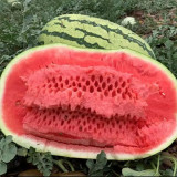 Xiashi No.5 Watermelon Seeds, High-Quality Watermelon Seeds, High-Yield, Disease Resistant, Deep Red Flesh, 12% Brix Sweetness