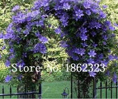 Rare Climbing Plants Bonsai Jasmine Flower Amazing Smell & Beautiful (Color: 1)