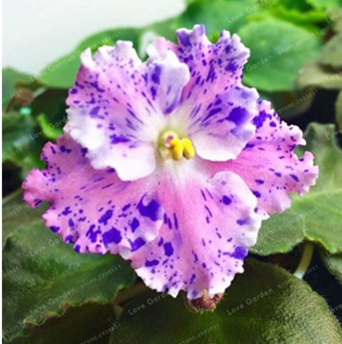 Saintpaulia Ionantha Seed Beautiful Plant Seed (Color: 1)