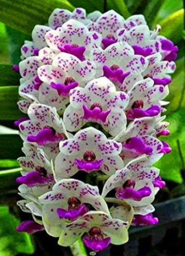 Cymbidium Orchid Seeds (Color: Mix)