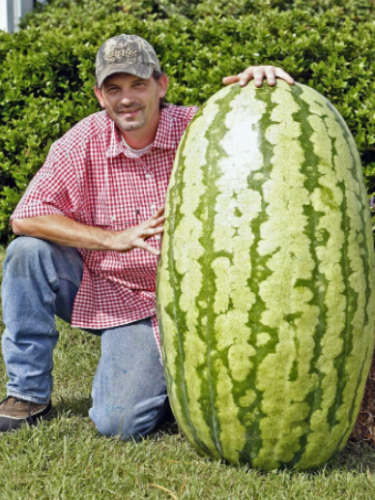 North Carolina Giant Watermelon Seeds