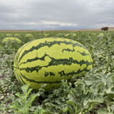 Xiashi No.5 Watermelon Seeds, High-Quality Watermelon Seeds, High-Yield, Disease Resistant, Deep Red Flesh, 12% Brix Sweetness