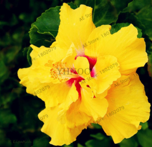 Colorful Seed Hibiscus Flower Seeds Perennial Flower