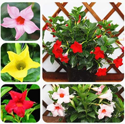 Mandevilla Sanderi Seed Potted Balcony Planting Seasons (Color: 1)