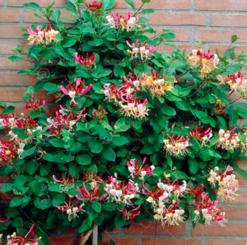 Japanese Honeysuckle Seed Lonicera Japonica herb plant (Color: 2)