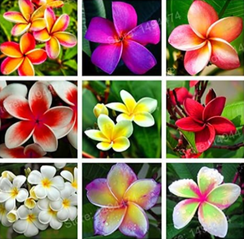 Garden Frangipani Mixed Color Plumeria rubra Flower Seeds