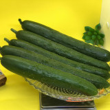 Guangliang No.74 Fruit Cucumber Seeds, Hybrid Cucumber Seeds, Early Maturing, High Yield