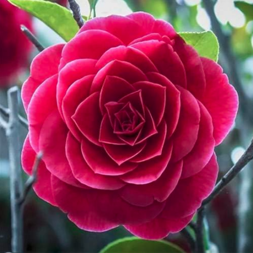 Camellia Seed Plants Common Camellia Flowers (Color: 3)