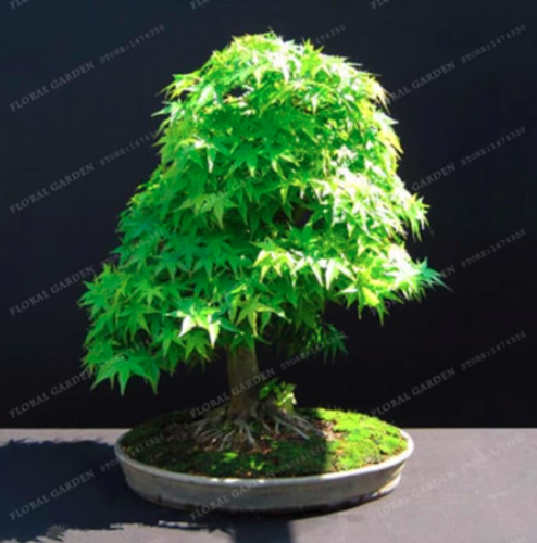 Japanese Mini Maple Seed Tree Seed Beautiful Indoor Tree Garden Plant