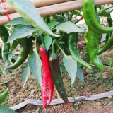 Lameizi Chili Pepper Seeds, High Quality Pepper, Strong Spicy Taste, High Yield, Continuous Harvest, Stable Production