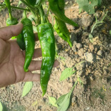 Lameizi Chili Pepper Seeds, High Quality Pepper, Strong Spicy Taste, High Yield, Continuous Harvest, Stable Production