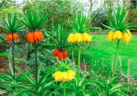 Crown Imperial Seed Wang Fritillaria Seed Easy to Grow Home Garden Ground Cover Plant (Color: MIX)