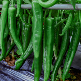 Lameizi Chili Pepper Seeds, High Quality Pepper, Strong Spicy Taste, High Yield, Continuous Harvest, Stable Production