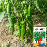 Lameizi Chili Pepper Seeds, High Quality Pepper, Strong Spicy Taste, High Yield, Continuous Harvest, Stable Production