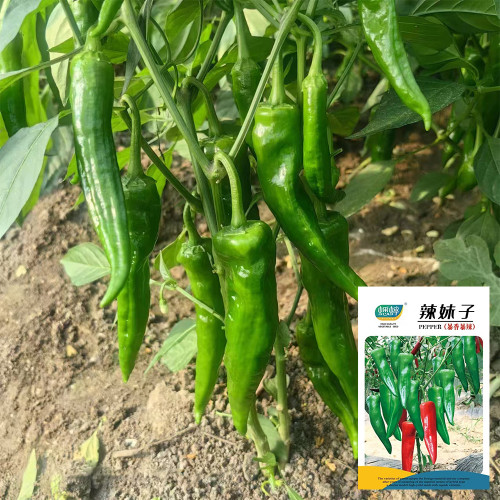 Lameizi Chili Pepper Seeds, High Quality Pepper, Strong Spicy Taste, High Yield, Continuous Harvest, Stable Production
