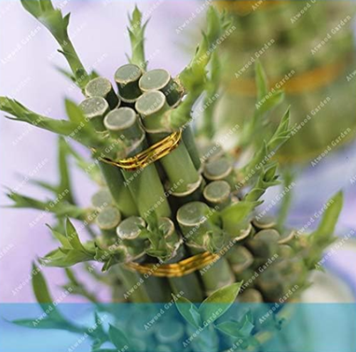 Lucky Bamboo Seeds Choose Potted Variety Complete Dracaena