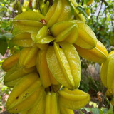 Starfruit Seeds (Averrhoa carambola L.) – Tropical Evergreen Tree with Unique Five-Pointed Fruits – Grow Your Own Exotic Carambola