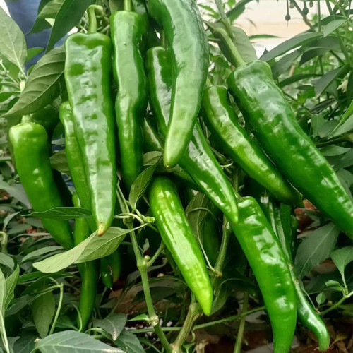 Lameizi Chili Pepper Seeds, High Quality Pepper, Strong Spicy Taste, High Yield, Continuous Harvest, Stable Production