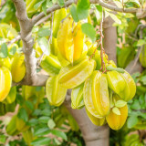 Starfruit Seeds (Averrhoa carambola L.) – Tropical Evergreen Tree with Unique Five-Pointed Fruits – Grow Your Own Exotic Carambola