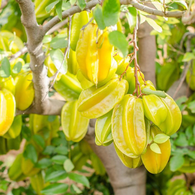 Starfruit Seeds (Averrhoa carambola L.) – Tropical Evergreen Tree with Unique Five-Pointed Fruits – Grow Your Own Exotic Carambola