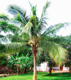 Coconut Tree Seed Giant Miracle Fruit Tree High Nutrition Juicy Fruit