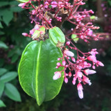 Starfruit Seeds (Averrhoa carambola L.) – Tropical Evergreen Tree with Unique Five-Pointed Fruits – Grow Your Own Exotic Carambola
