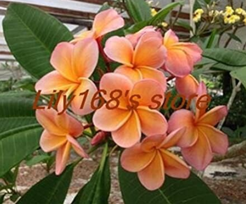 Plumeria Frangipani Hawaiian Flower Lei Exotic Rare EggFlower Seed (Color: A3)