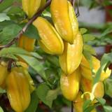 Starfruit Seeds (Averrhoa carambola L.) – Tropical Evergreen Tree with Unique Five-Pointed Fruits – Grow Your Own Exotic Carambola