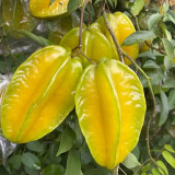 Starfruit Seeds (Averrhoa carambola L.) – Tropical Evergreen Tree with Unique Five-Pointed Fruits – Grow Your Own Exotic Carambola