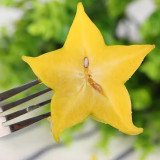Starfruit Seeds (Averrhoa carambola L.) – Tropical Evergreen Tree with Unique Five-Pointed Fruits – Grow Your Own Exotic Carambola
