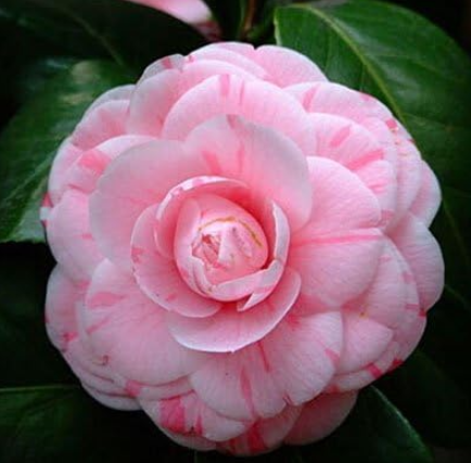Camellia Potted Plants Garden Flower Plants Common Camellia Seeds