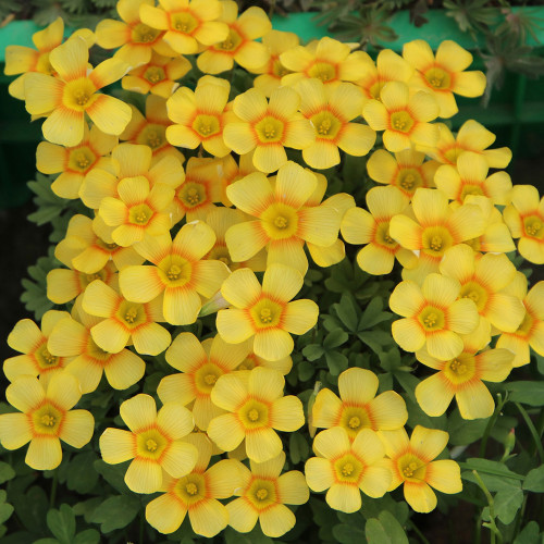 Oxalis Obtusa Series Bulb - 'Sun Halo', Pack of 5 Bulbs