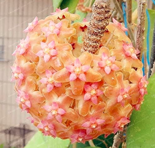 Rare Hoya Seed Potted Flowers (Color: 13)