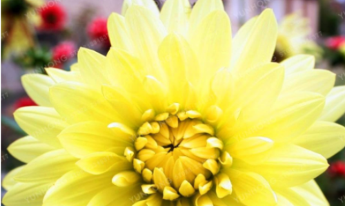 Multi-Colored Dahlia Bulb (Color: 11)