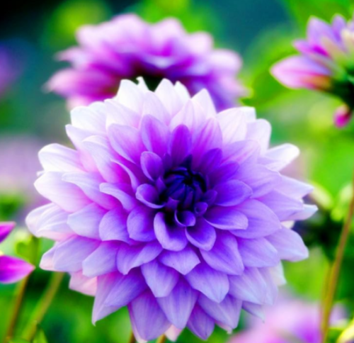 Dahlia Bulbs (Color: 21)