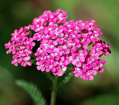 Fresh Seed Flower Yarrow Seed (Color: 11)