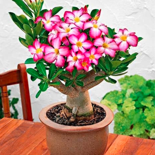 Desert Rose Plant Seeds Rare Adenium Obesum (Color: Brown)