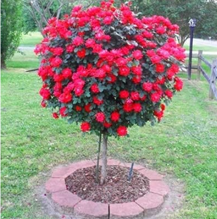 Rose Tree Aromatic Pleasant-Smelling Fragrant Seed