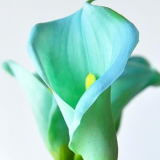 Calla Lily Bulb (Color: 5)