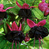 Mixed Fuchsia Seed Garden Balcony Seed