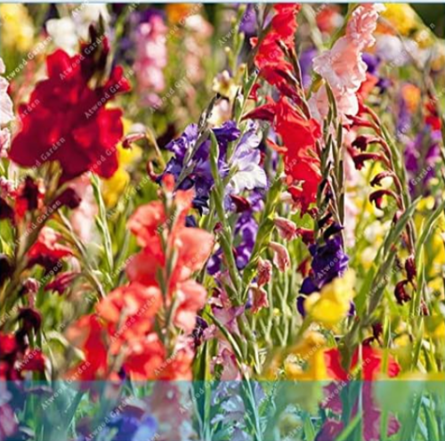 Gladiolus Flower Aerobic Indoor Potted Plants for Home Garden