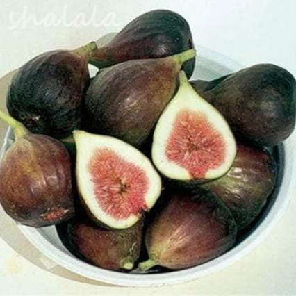 Sweet Honey Fig Seed Fragrant King Figs (Color: 1)