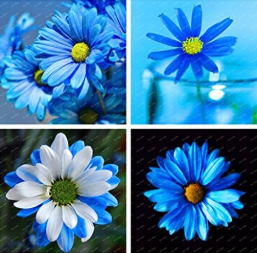 Potted Flowering Plants Blue Daisy Flower Seed for Home & Garden (Color: Blue)